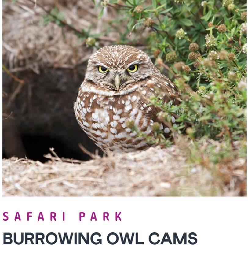 burrowing owl cam