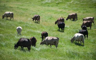 Serving Up Sustainable, Grass-Fed Beef to Our Students