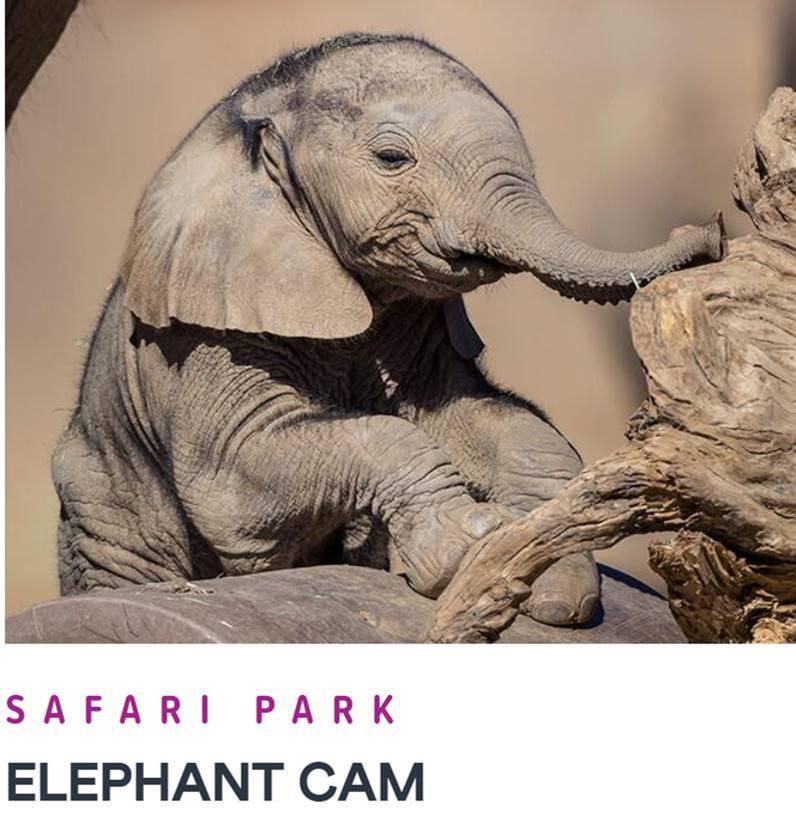 elephant cam