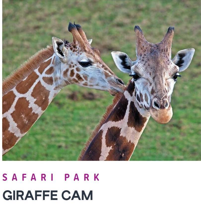 giraffe cam